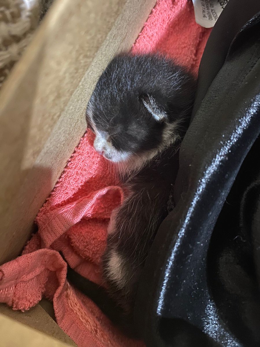 nanycrazy's tweet image. Procuramos adoção responsável para este gatinho recém nascido encontrado próximo a casa da minha amiga Andreyna. Está em Pilares, zona norte do RJ. Compartilhem por favor!! #adoção #gato #filhote #adoçãoresponsavel #riodejaneiro #pilares