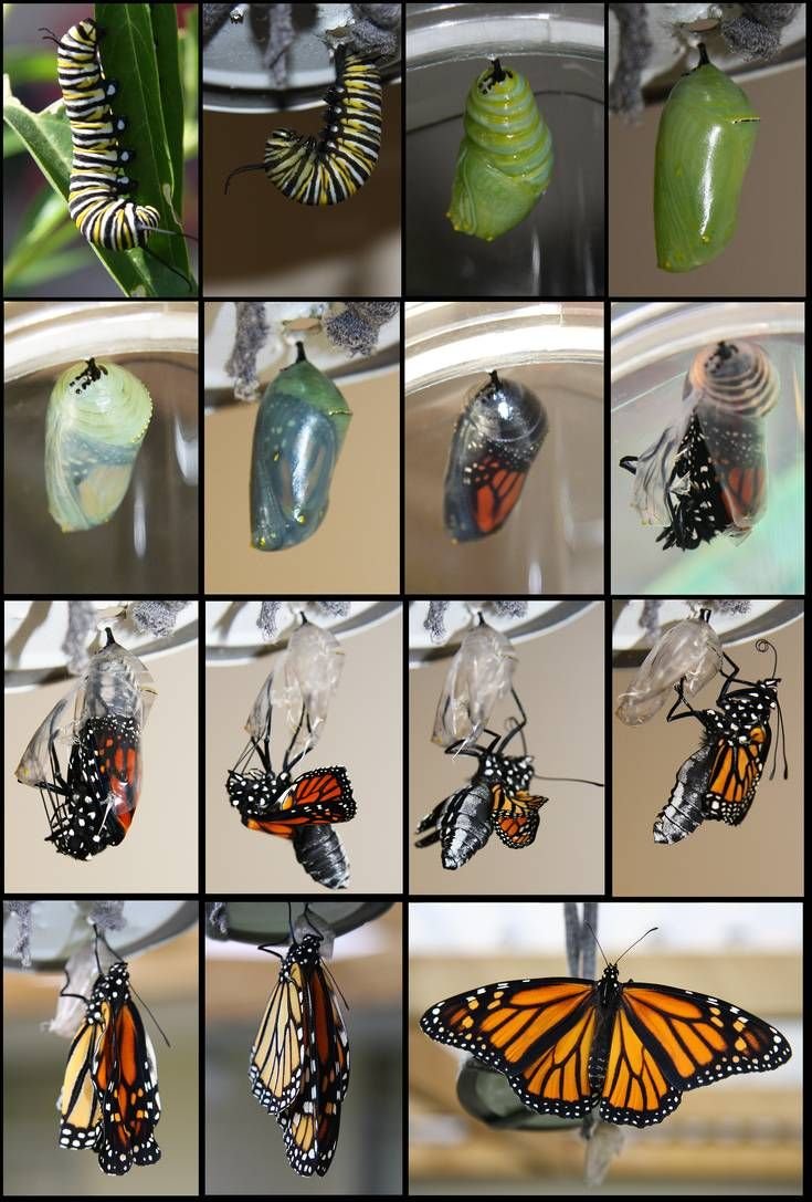 RincnCuriosoo's tweet photo. El ciclo de vida de la mariposa monarca 🐛🦋✨

📸 HelenParkinson https://t.co/f0d3Q053KV