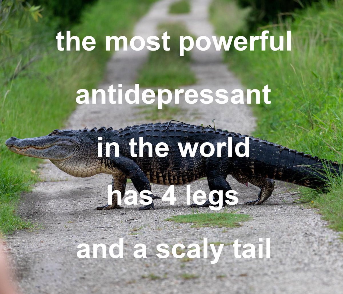 GatorsDaily's tweet image. 