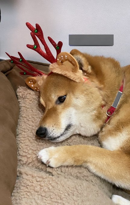 트친님들 새해에도 건강과 행복이 충만하길