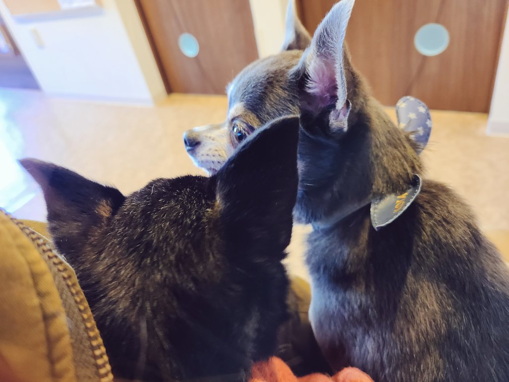 ryu_Chihuahua's tweet photo. そもそも飼主が飛行機こわいから乗らないよぉおおおおお😵‍💫😵‍💫😵‍💫
出来れば乗りたくないけど、やっぱり飛行機の方が早いっちゃ早いし..こたろうを九州までお迎えに行く時はｶﾞﾀﾌﾞﾙしながら2時間飛行機✈️、帰りはこた連れて8時間新幹線🚄🐶✨

今年の混合ワクチン完了しました💉💉🐶 https://t.co/mHc2jopfJX