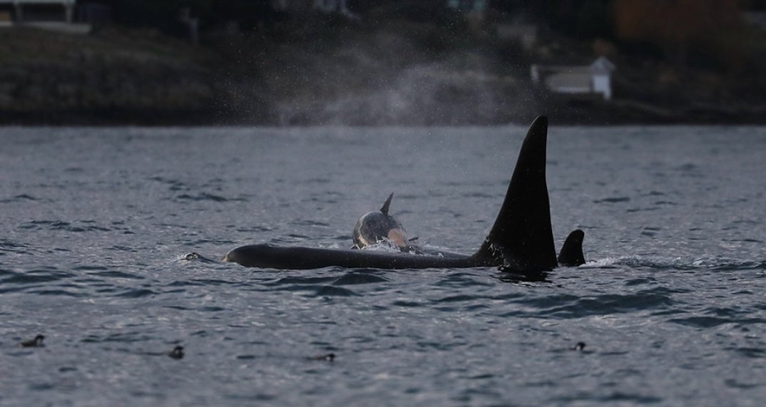 Lilli 🐚 tweet media