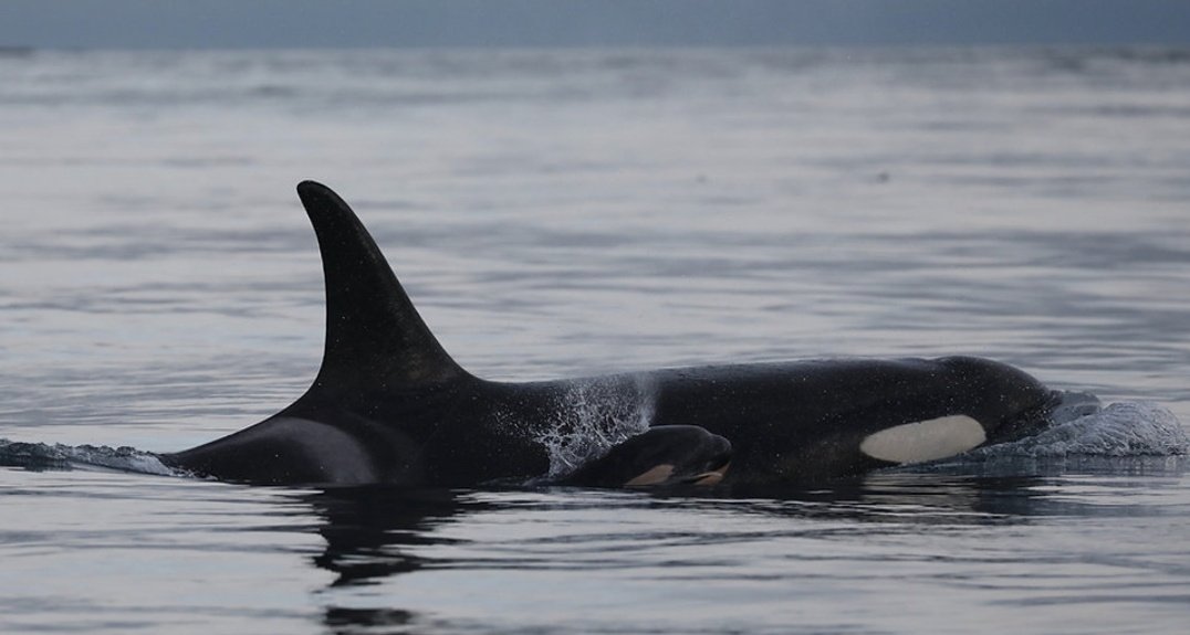 Lilli 🐚 tweet media