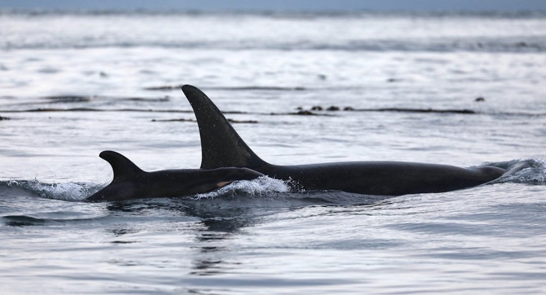 Lilli 🐚 tweet media