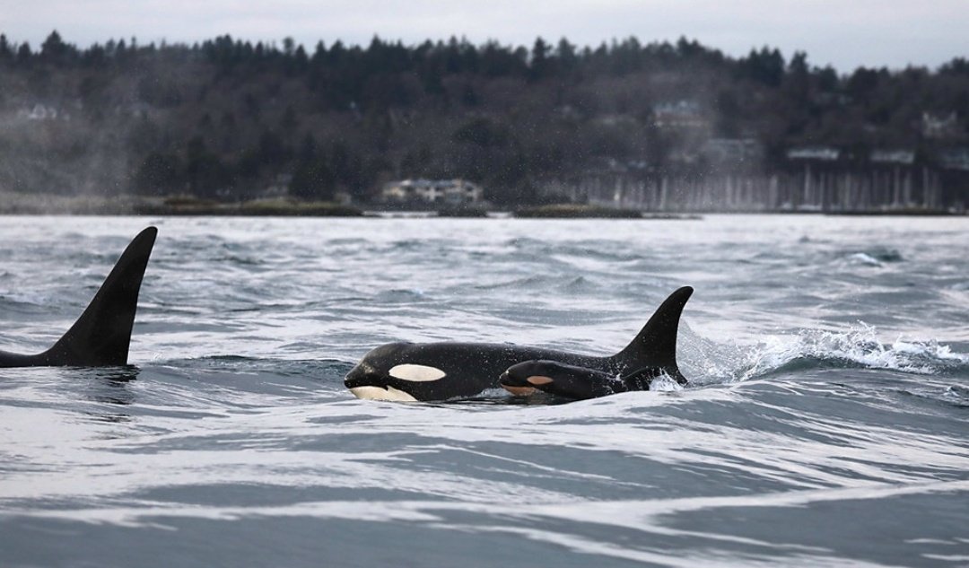 Lilli 🐚 tweet media