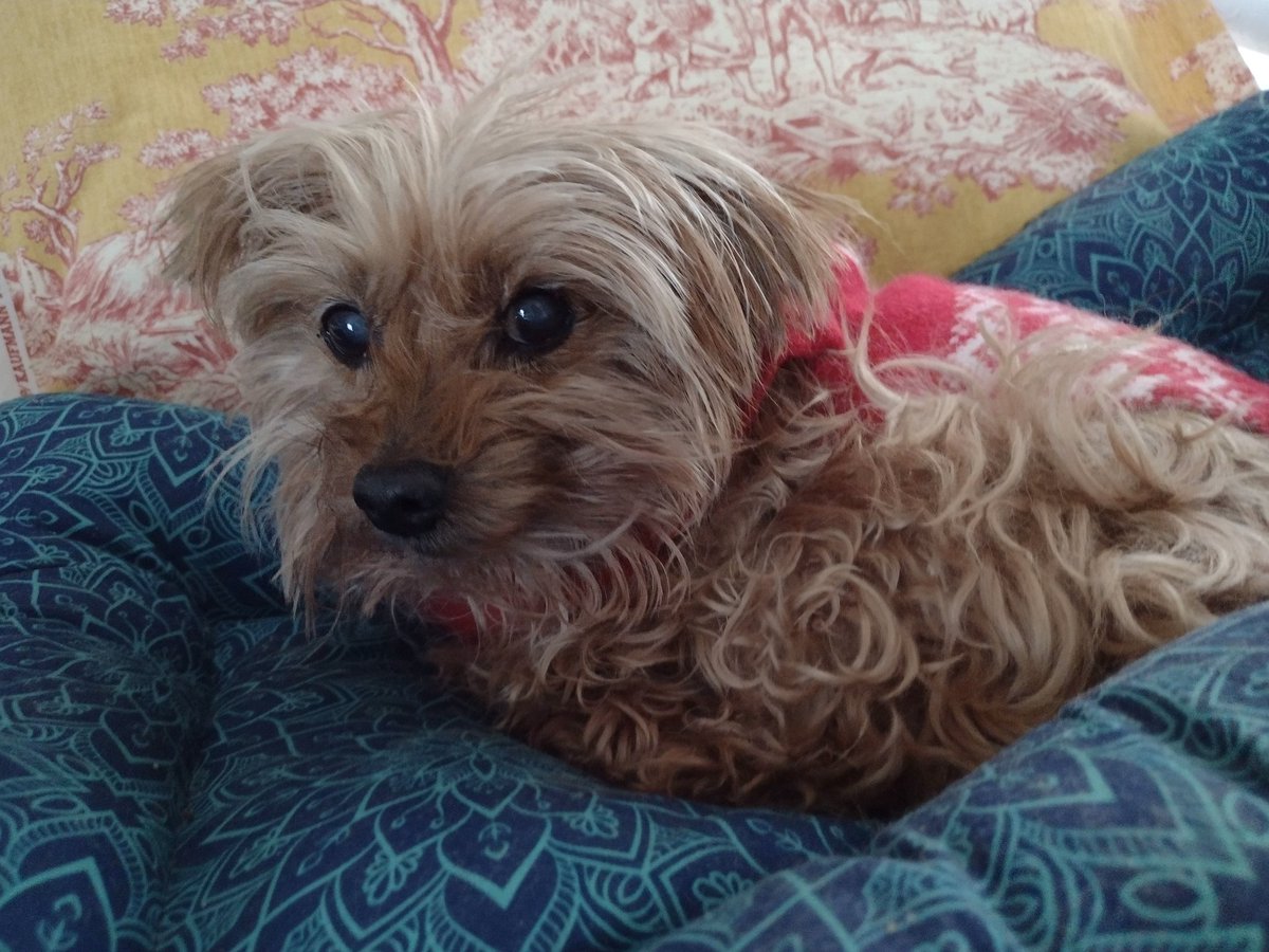 CLDBorn's tweet image. The sweetest pup in the world received a devastating diagnosis today. She&apos;s already had 2nd stage kidney disease for six months. Now she has a mass on her liver and her prognosis is not good. The vet gave her a month. How will I ever get through this? 😥