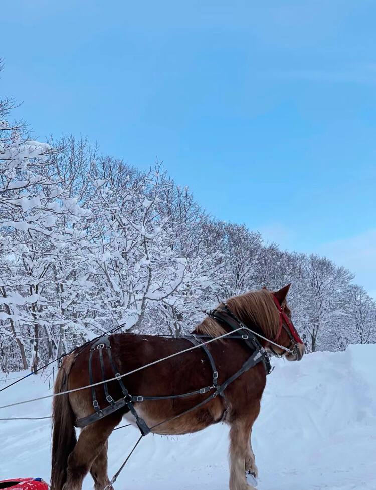 Sunlight2361's tweet photo. Beautiful snow scenery in Hokkaido, I will come to see you soon. 🥰🥰🥰 https://t.co/mPZZMMfaXo
