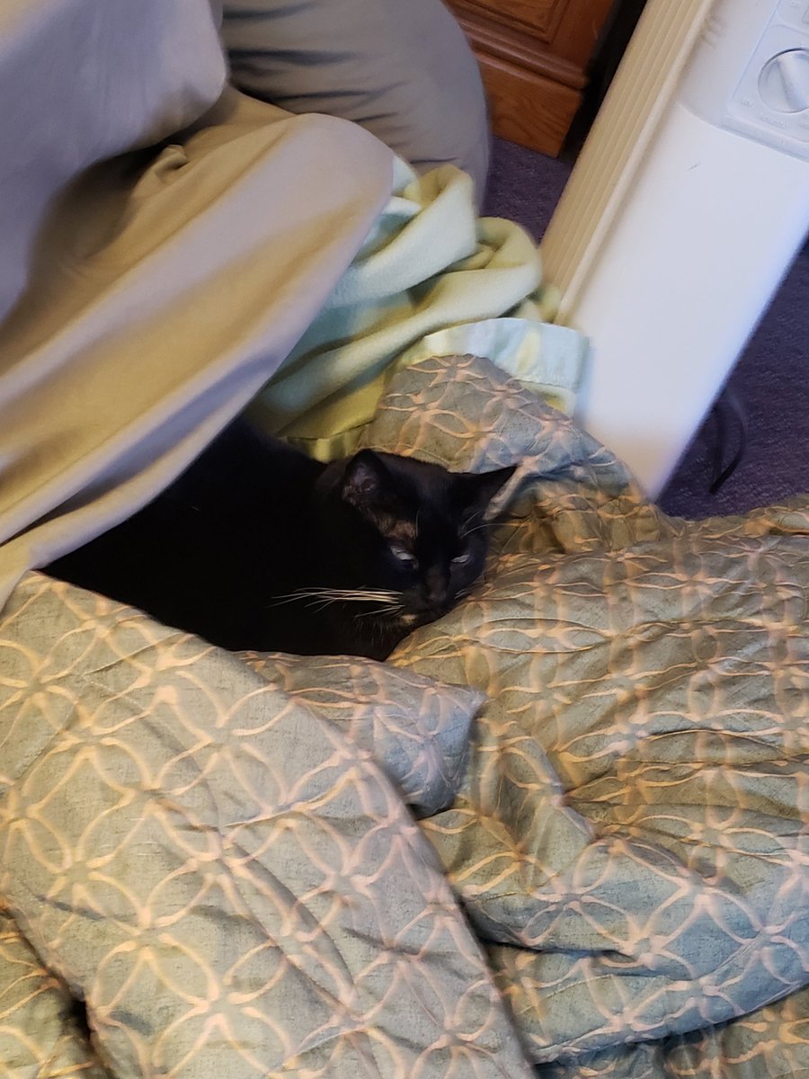 mauibreez's tweet photo. So difficult to make a bed with ms kitty helping. #cats #CatsOfTwitter #CatsLover #CatsOnTwitter #CatsOfX #catshelping #catsmakingbeds https://t.co/mMEygJ1hWt