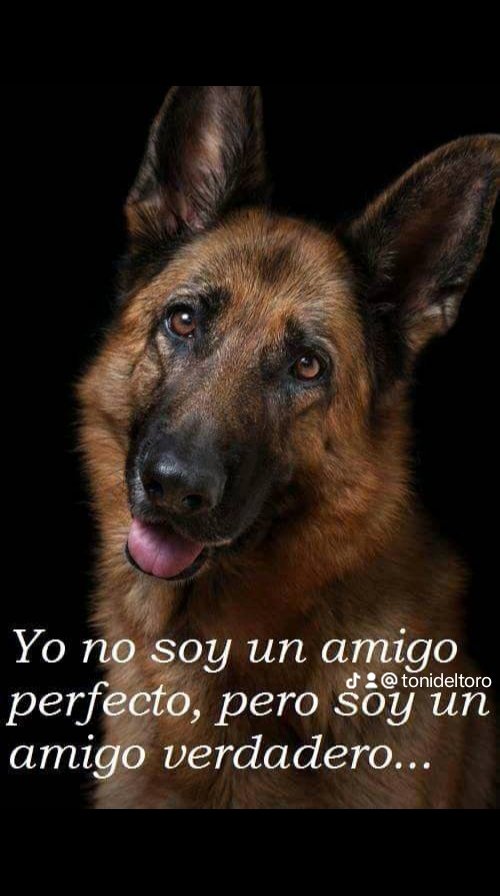 tonideltoro71's tweet photo. CUIDA LOS ANIMALES 
AMA LOS ANIMALES https://t.co/wJrsVFbrHB