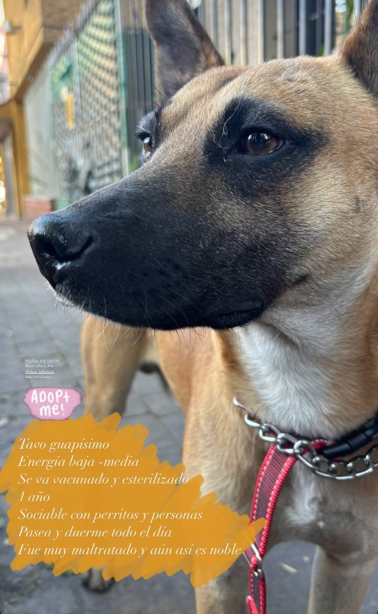 olgariela's tweet photo. Oigan, Tavo, uno de los perritos más lindos que he visto, está en búsqueda de un hogar en el que lo quieran y lo cuiden como se merece. Anímense, no se arrepentirán, ya verán. Toda la info con @_enpijamas 💕 https://t.co/yl9yhyBHz9