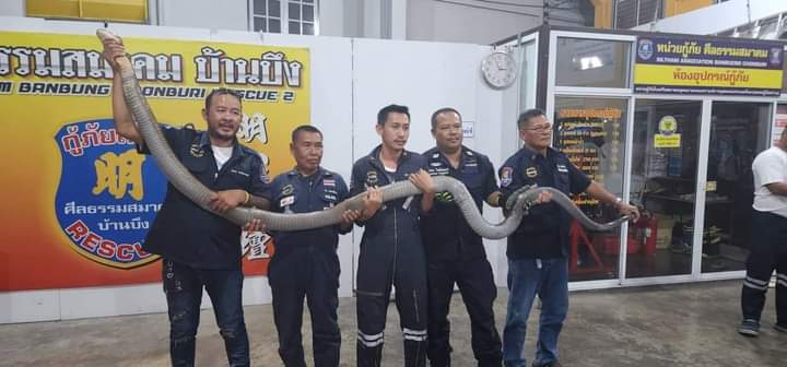 OutbackAnd's tweet image. I had to share this. That is not a python but a King Cobra caught on a golf course. One very impressive creature 🐍 It was relocated and released 👍