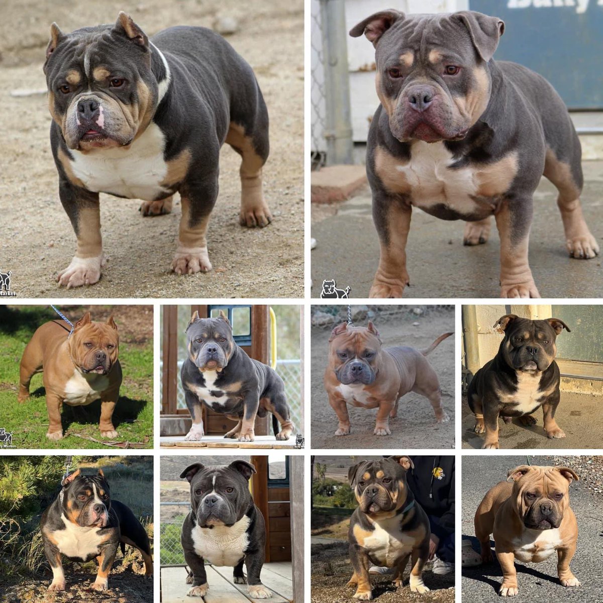 BullyMarket's tweet photo. In recent years our studs have pretty much only been available for in-house purposes but this year we have some collaborations coming! All these boys, plus more, will be putting in work! This isn’t even the whole stud line-up. 🧬📈 
#AmericanBully #BITCOIN https://t.co/AvVpWBX9qm
