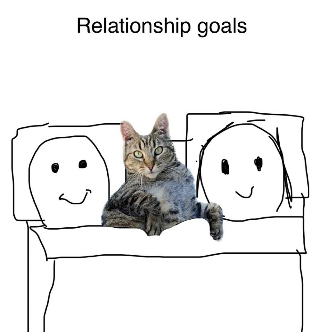 WeAssessCats's tweet photo. https://t.co/oLTtnwZ1Bp
