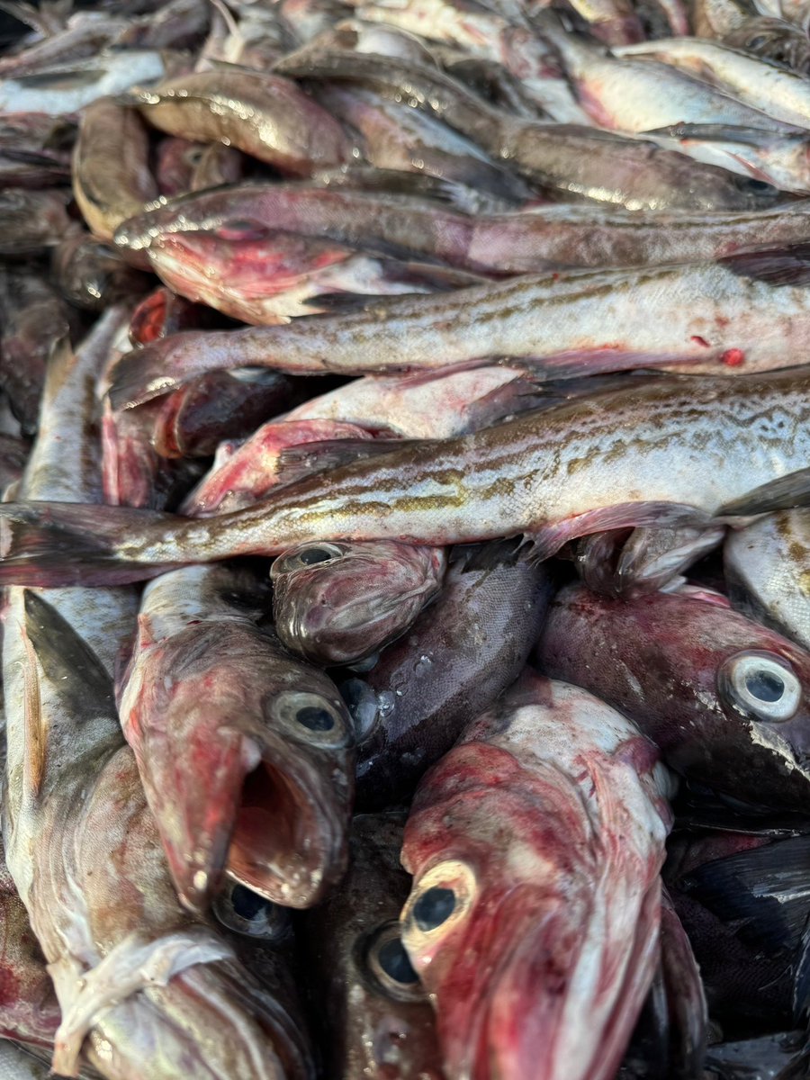 kaisenshouten's tweet image. 常務と工場長から来ました📸
鹿部市場の様子です🐟✨
スケソ大漁です！！
そしてごっこの季節がきました🥺
ゴッコ汁美味しいですよね…🤤

#鹿部町　#スケソ　#ごっこ　#大漁