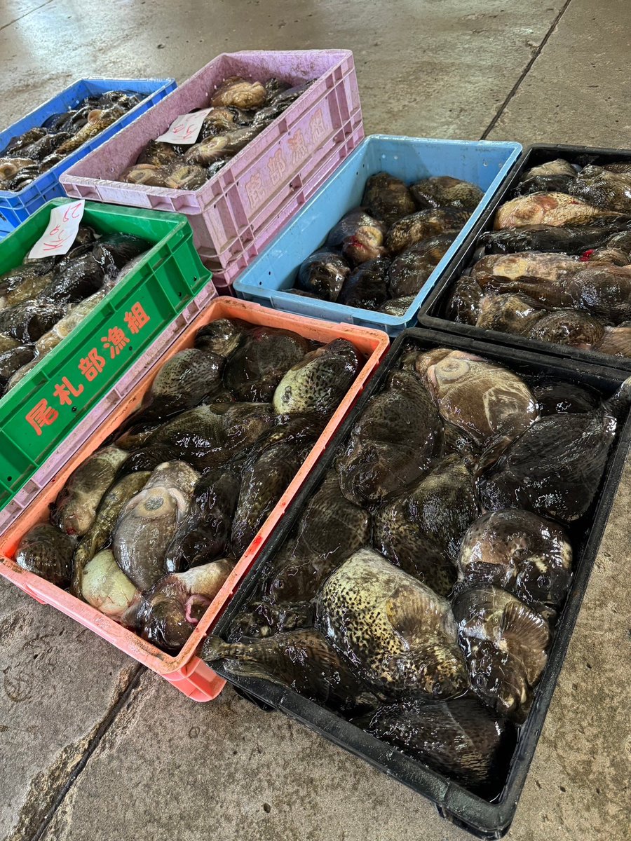 kaisenshouten's tweet image. 常務と工場長から来ました📸
鹿部市場の様子です🐟✨
スケソ大漁です！！
そしてごっこの季節がきました🥺
ゴッコ汁美味しいですよね…🤤

#鹿部町　#スケソ　#ごっこ　#大漁