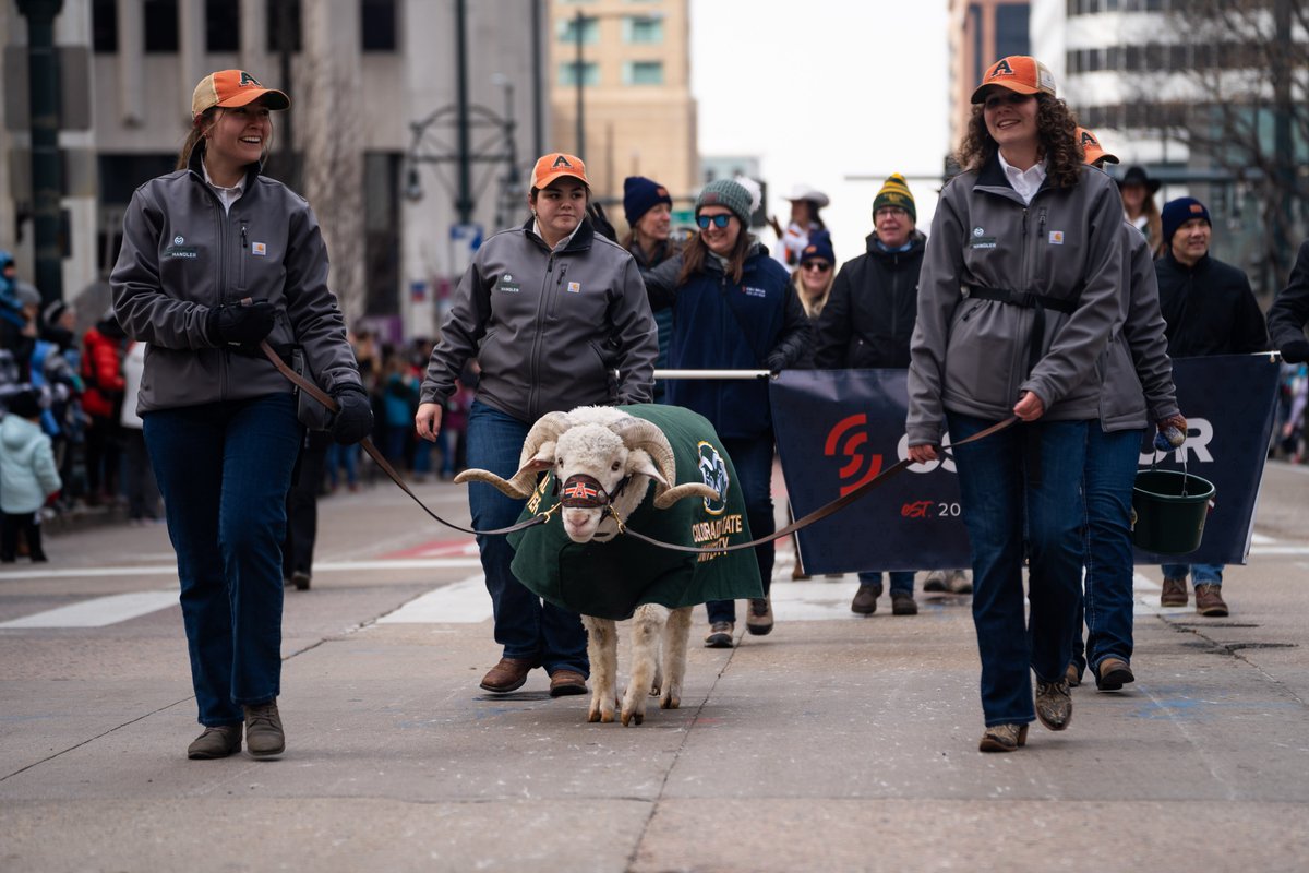 CSUSystem's tweet image. Always exciting to see the @NationalWestern Stock Show parade pass by the #CSUSystem office, especially when @CSUCamtheRam and the @CSUSpur team are participating 🎉