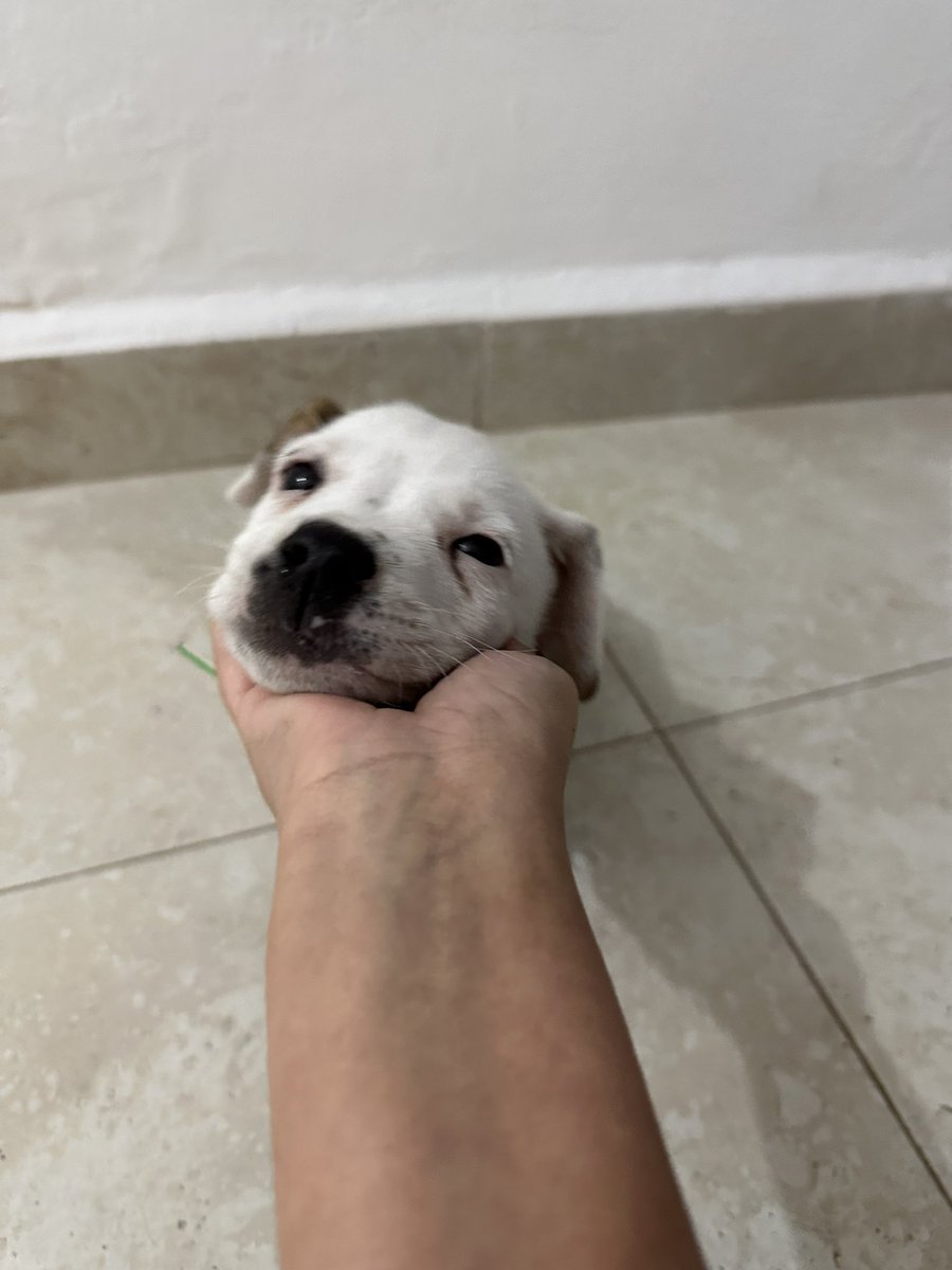 dgvmolina's tweet photo. Hola! El se llama Rufus, tiene 2 meses y estoy buscando una familia que lo quiera/pueda adoptar en Cd. Obregón, Sonora o en Hermosillo, Sonora. 

Ayúdame a encontrarle casa 🥺 https://t.co/hKV7K39lXh