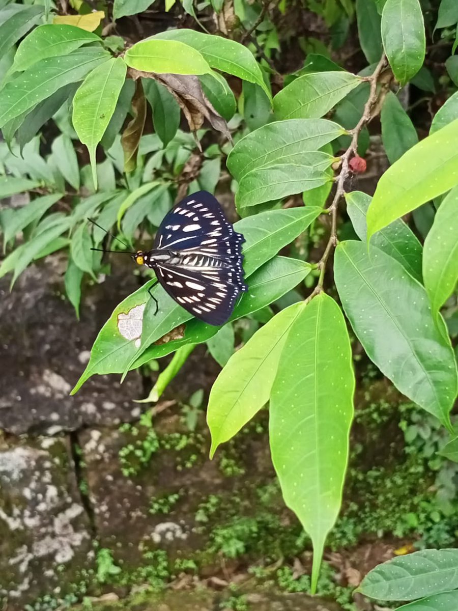 suja_saikia's tweet photo. The lone ranger !

#FridayTheme https://t.co/rvPYBp6UxL