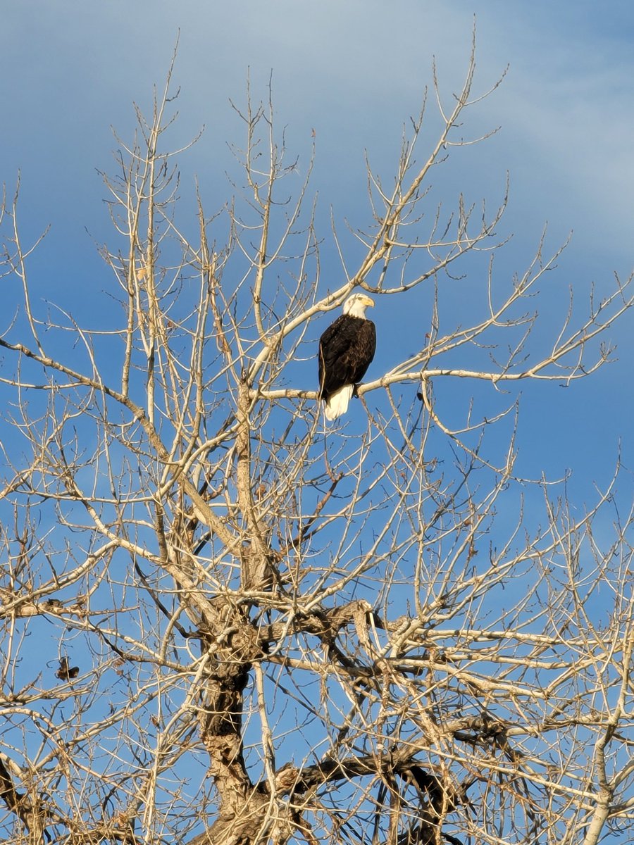 JoeCastaneda20's tweet photo. @JenniferBroome We have been seeing them up here in Loveland. https://t.co/MGHC436c4v