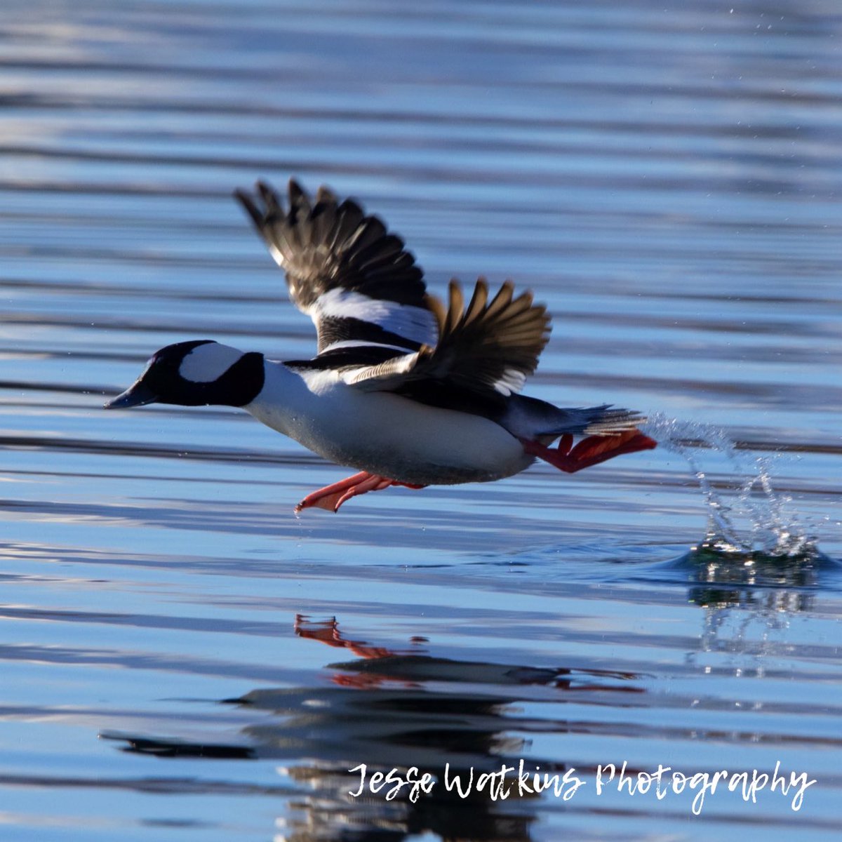 Bufflehead takeoff on this lovely day!!! 

Nikon D500
Sigma 150-600mm
Jesse Watkins Photography 

#bufflehead #diverducks #ducks #ducksunlimited #waterfowl #waterfowlphotography #wildfowl #birds #birdphotography #wildlifephotography #nikonusa #nikond500 #nikonbirds