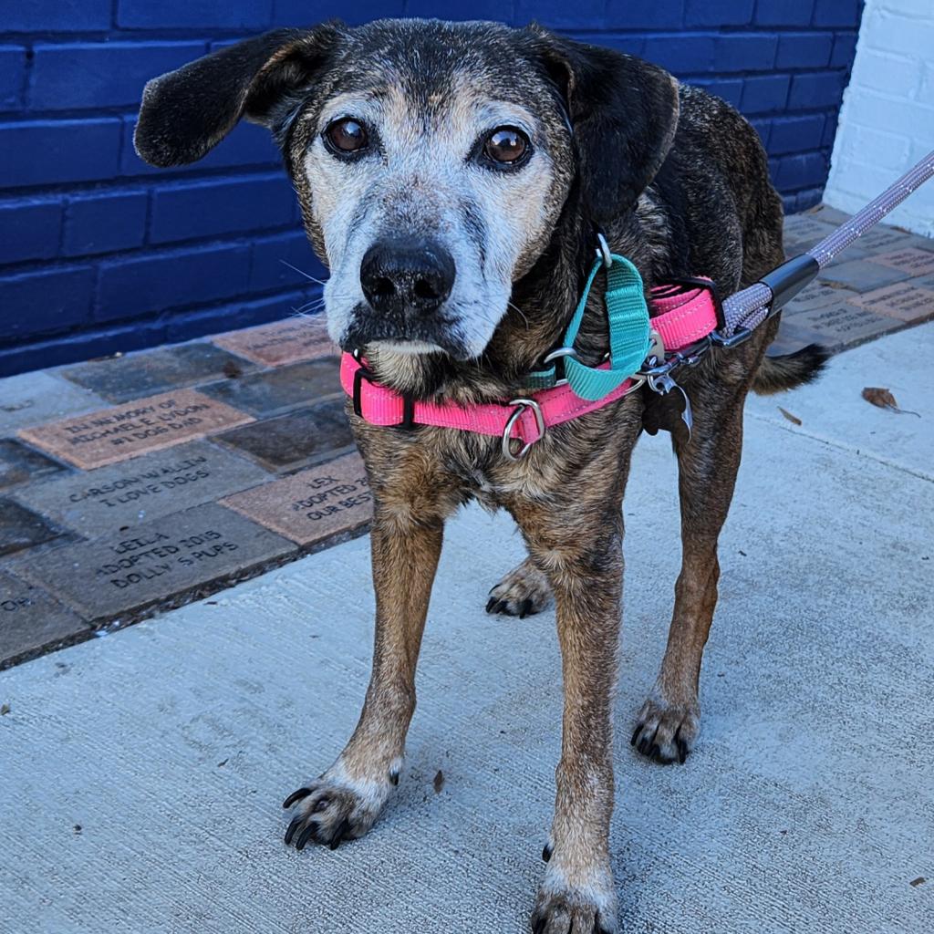lostdogrescue's tweet photo. Meet Lane, our handsome senior pup who is looking for a forever family 💖 Lane is a sweet boy with an affinity for naps and cuddles, and he would do well in a home that values the slow lane 🛏️. 

Click the link below to adopt Lane!

https://t.co/hzGdfDvvdI https://t.co/DPrx5RV8pG