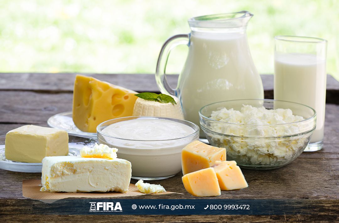 El índice de precios de los productos lácteos en el mercado internacional registró su nivel
máximo histórico en junio de 2022, consulta esta y más información en el Panorama Agroalimentario de Leche y Lácteos buff.ly/48ifVkk