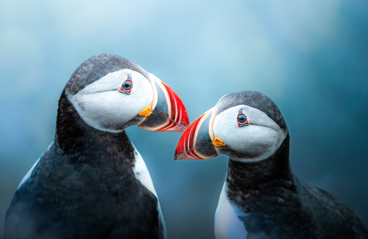 RachelSTWood's tweet photo. QT 4 reasons why people should follow you

Me: 
Mountains☃️
Solo Travel✈️
Penguins!🐧
Puffin🩵 https://t.co/v7dhYFlKyW