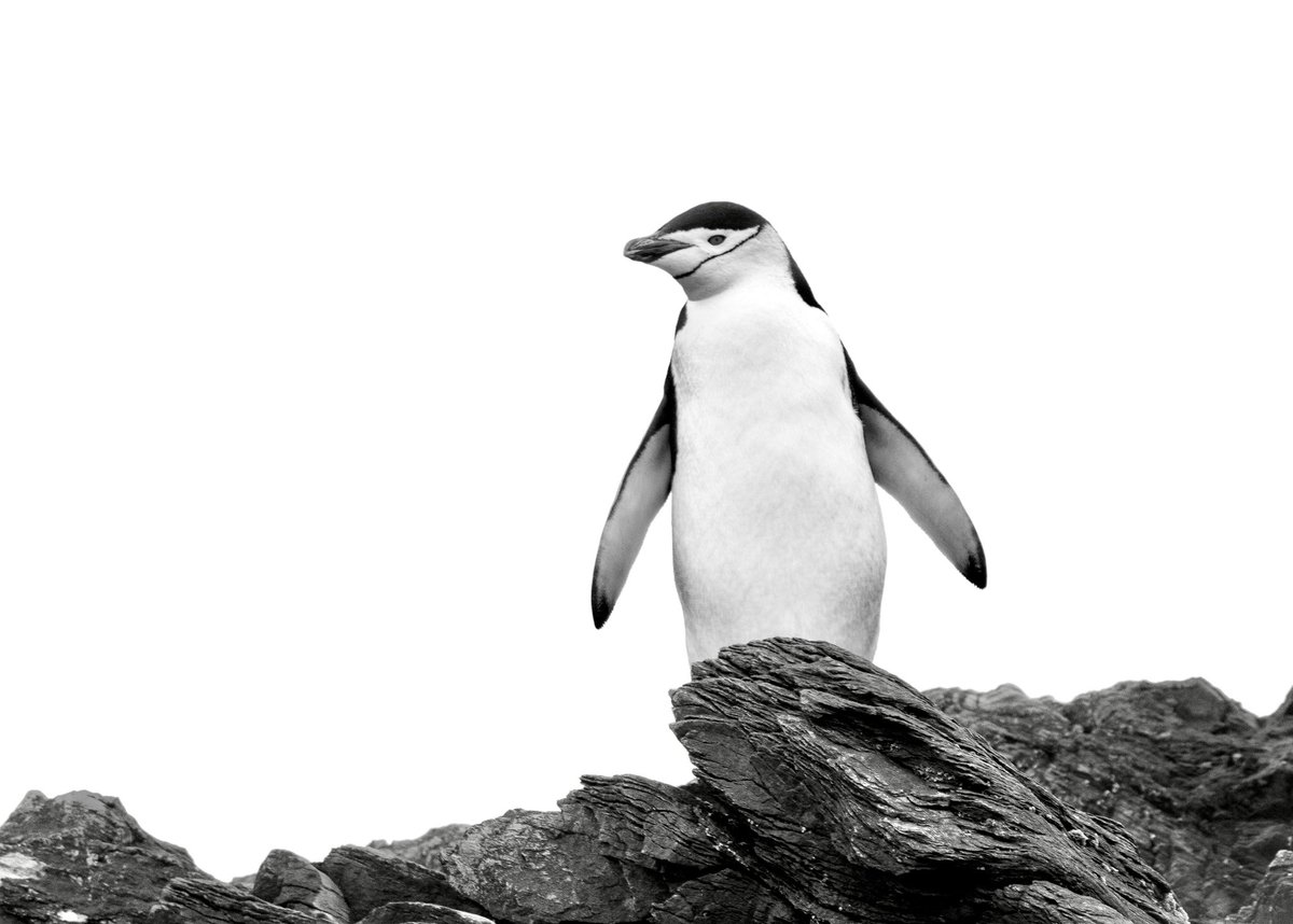 RachelSTWood's tweet photo. QT 4 reasons why people should follow you

Me: 
Mountains☃️
Solo Travel✈️
Penguins!🐧
Puffin🩵 https://t.co/v7dhYFlKyW