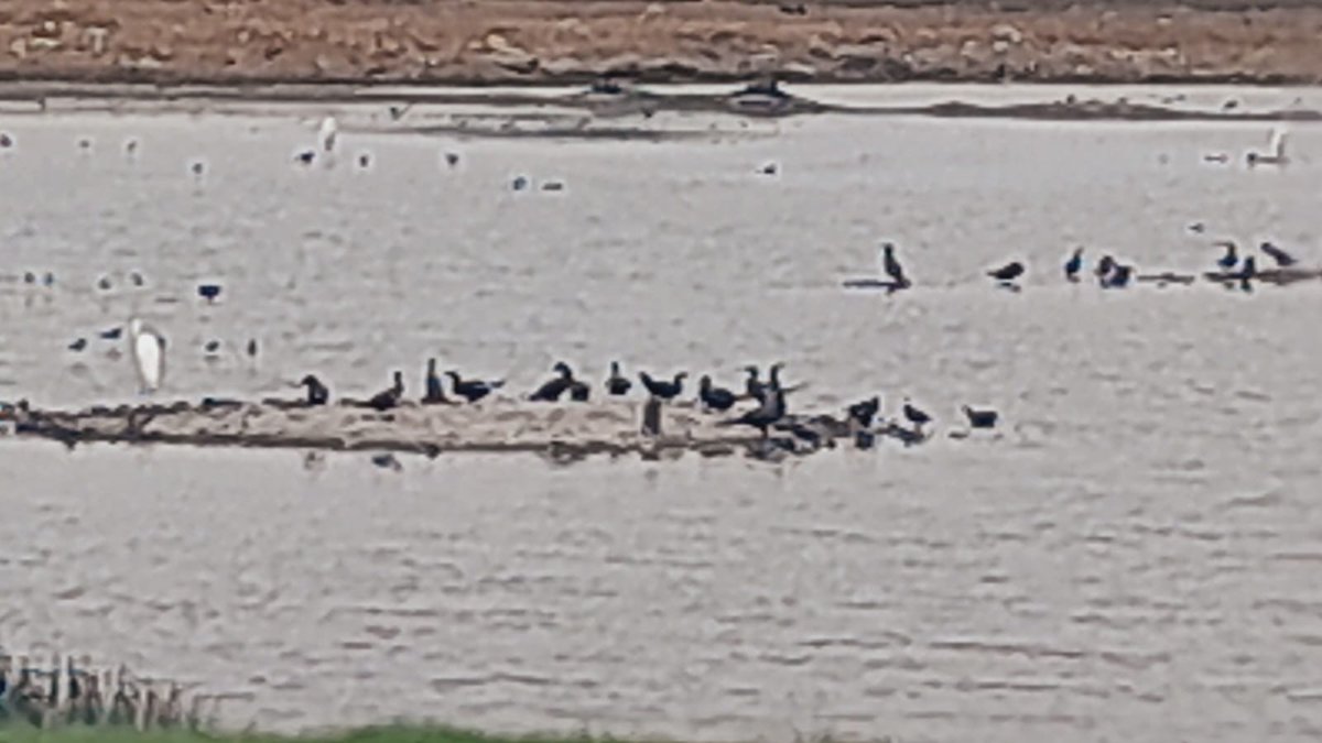 israel2092's tweet photo. Hábitat En Peligro 😥, Saludos a todos edito éste hilo esperando q alguien le de retweet.
#habitatenpeligro
En Daule x la lotización Casa Laguna hay un Oasis muy llamativo d aves, q x las tardes cada día llegan más y más, patillos, garzas de tod color y tamaño,  Alcones, etc hilo https://t.co/AcQCWoiULG