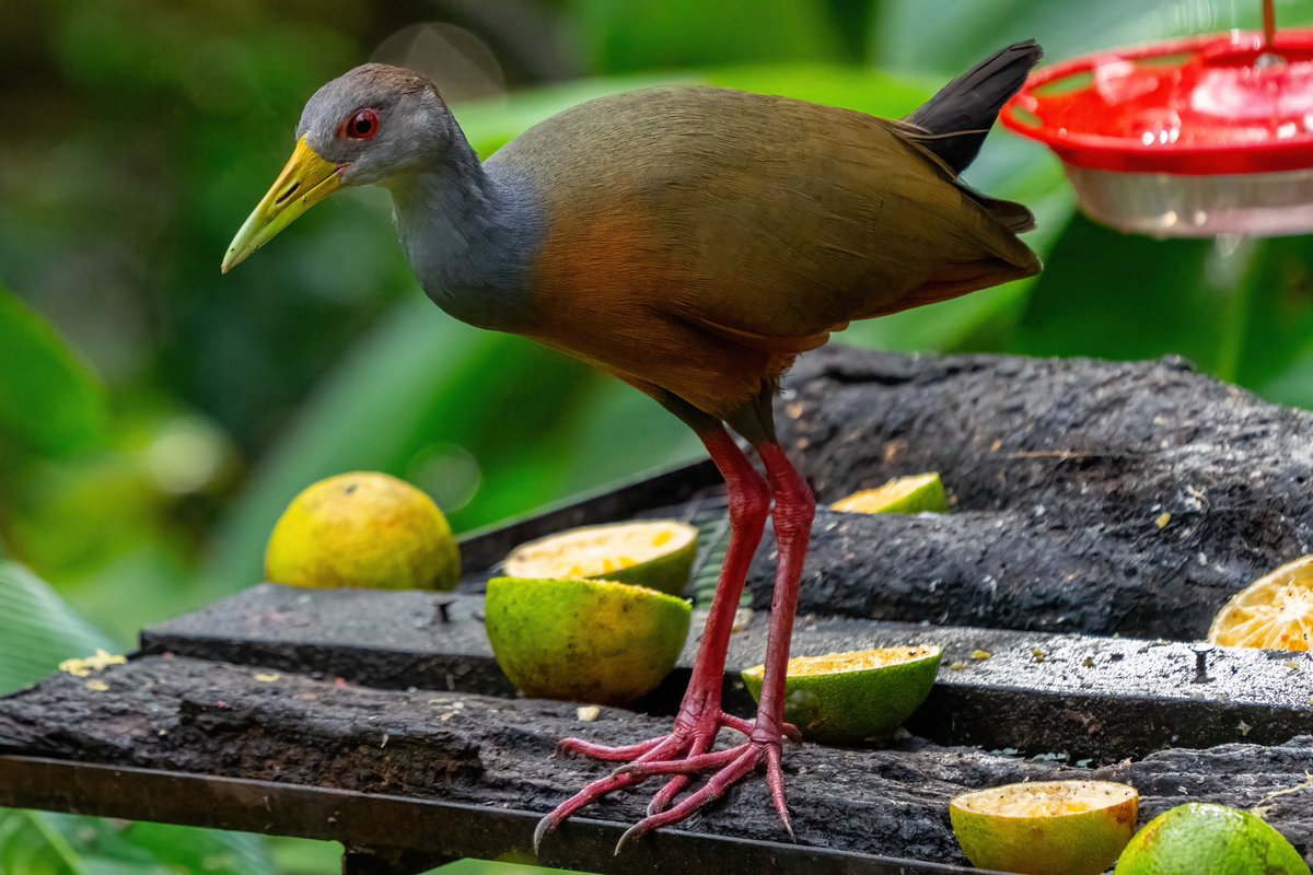 mitoGFP's tweet photo. Gray-headed chachalaca and Gray-cowled Wood Rail #BirdsSeenIn2023 #birdphotography #sonyA1 #birdwatching #wildlifephotography #panama #BirdTwitter #birding #BirdsOfTwitter #canopylodge @inaturalist #panamabirds #birdsofpanama https://t.co/mRrxFUow3z