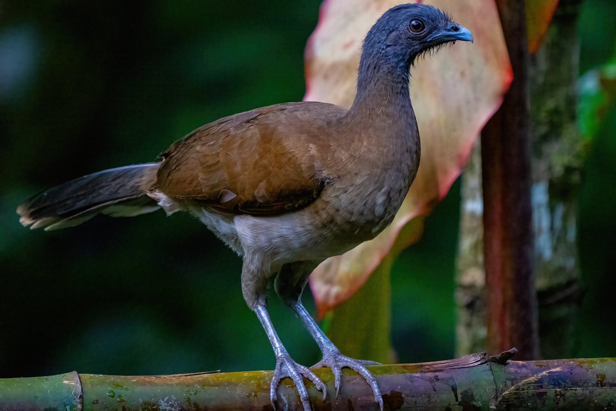mitoGFP's tweet photo. Gray-headed chachalaca and Gray-cowled Wood Rail #BirdsSeenIn2023 #birdphotography #sonyA1 #birdwatching #wildlifephotography #panama #BirdTwitter #birding #BirdsOfTwitter #canopylodge @inaturalist #panamabirds #birdsofpanama https://t.co/mRrxFUow3z