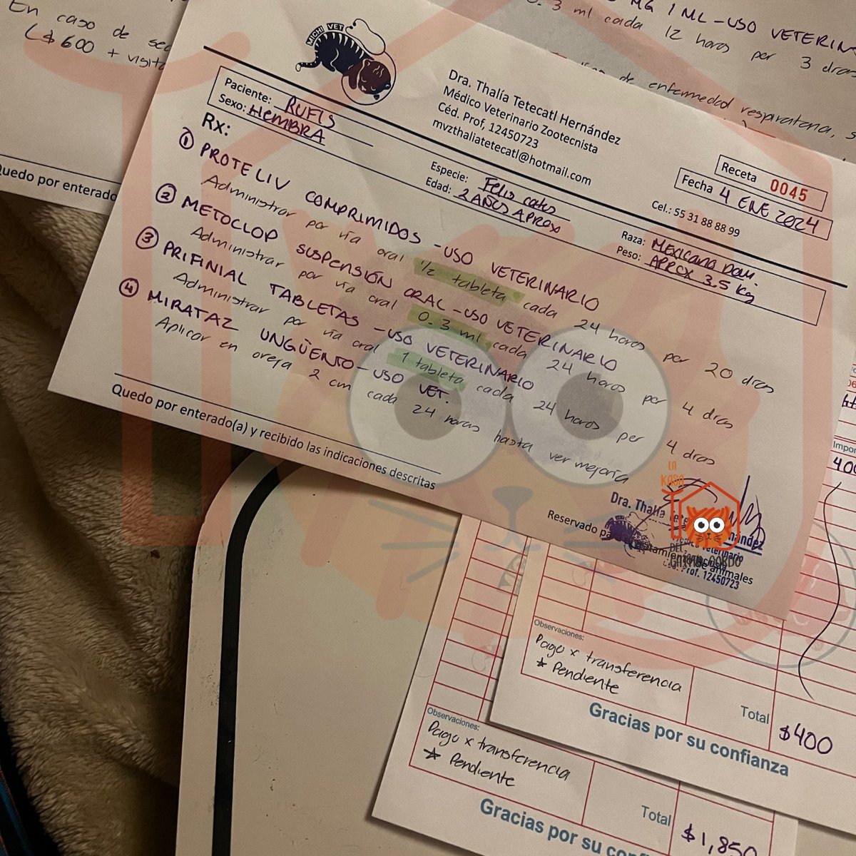 El_gatitoGordo's tweet photo. Hoy fue un día pesado de mucho trabajo con @ThalizTH Aún nos falta pagarle $900 a la doctora del Perfil de tiroides para Ares 🙏🏻
Tú también puedes ser parte de la transformación positiva para estos gatitos que nos necesitan 🧡 #adopta #amadrina #apadrina #dona #esteriliza #AdoptaNoCompres
Si en tus posibilidades está el apoyarles económicamente para ayudar a financiar los estudios, medicinas, consultas etc... dejo cuentas de apoyo:
Santander
LA KASA DEL GATITO SAS DE CV
Clabe: 014180655092865381
Tarjeta: 5579 0890 0381 7742
PayPal
https://t.co/ZYMfFEQvOj