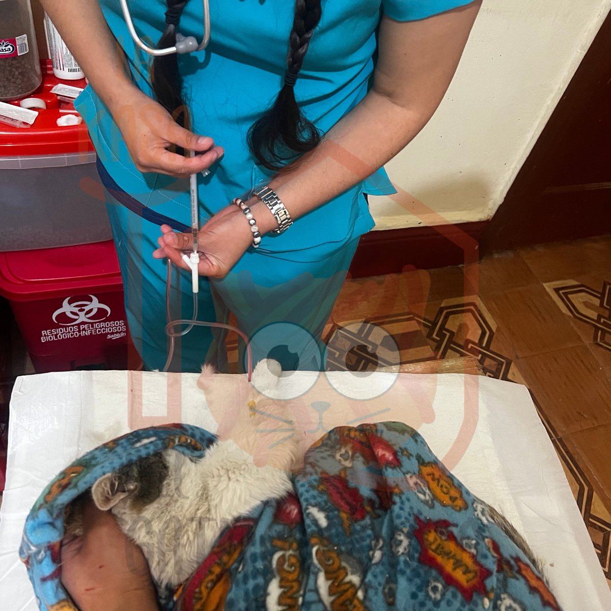 El_gatitoGordo's tweet photo. Hoy fue un día pesado de mucho trabajo con @ThalizTH Aún nos falta pagarle $900 a la doctora del Perfil de tiroides para Ares 🙏🏻
Tú también puedes ser parte de la transformación positiva para estos gatitos que nos necesitan 🧡 #adopta #amadrina #apadrina #dona #esteriliza #AdoptaNoCompres
Si en tus posibilidades está el apoyarles económicamente para ayudar a financiar los estudios, medicinas, consultas etc... dejo cuentas de apoyo:
Santander
LA KASA DEL GATITO SAS DE CV
Clabe: 014180655092865381
Tarjeta: 5579 0890 0381 7742
PayPal
https://t.co/ZYMfFEQvOj