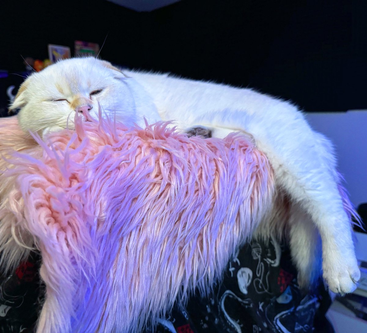 BillTheFajita's tweet photo. Silly Goose? Nah it’s a sleepy Goose. https://t.co/SPW1Na2qxp