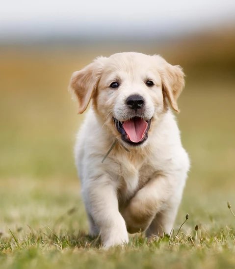 RT if you think puppies are cute!!!

#NHLallstarvote Jesper Bratt