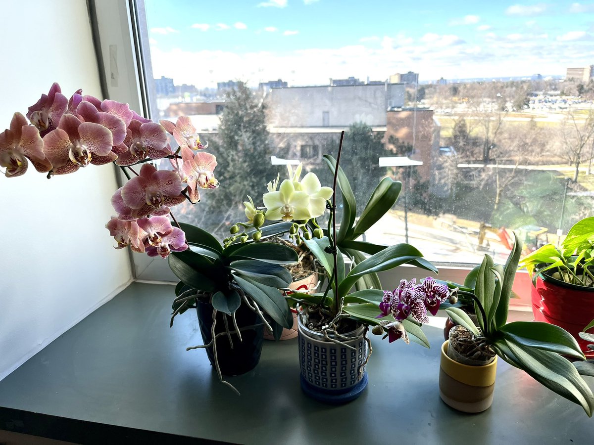 Came back to the office this week to these blooms. 
A good start to the new year? 😉