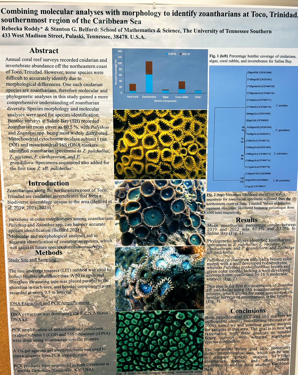 StantonBelford's tweet photo. Will be sharing some results from over 15 years of reef surveys and recent molecular results @SICB_ 9:15 a.m. Friday Jan. 5, Room 609. Come here my story #SICB #Seattle https://t.co/8LIfPmwbf6