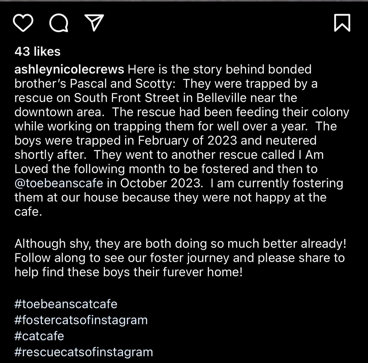There’s a pair of brother cats named Pascal and Scotty (Raptors fans, of course) currently looking for a permanent home. 

I found them through the <a href="/toebeanscafe/">Toe Beans Cat Cafe</a> in Port Hope, Ontario. 

Follow them on IG at the same handle for more information.