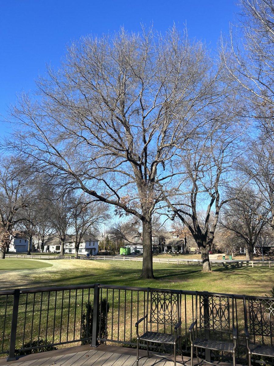 CRgreenside's tweet image. Beautiful tree - terrible location.  Lots of tree work happening over the next couple of months.  

#NotAPark #CCL #TweetForMembers