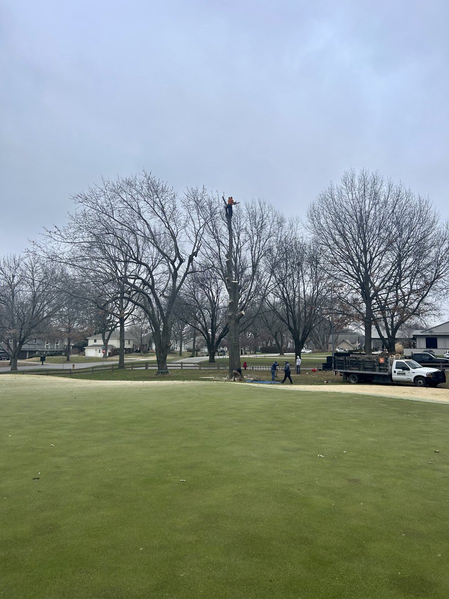 CRgreenside's tweet image. Beautiful tree - terrible location.  Lots of tree work happening over the next couple of months.  

#NotAPark #CCL #TweetForMembers