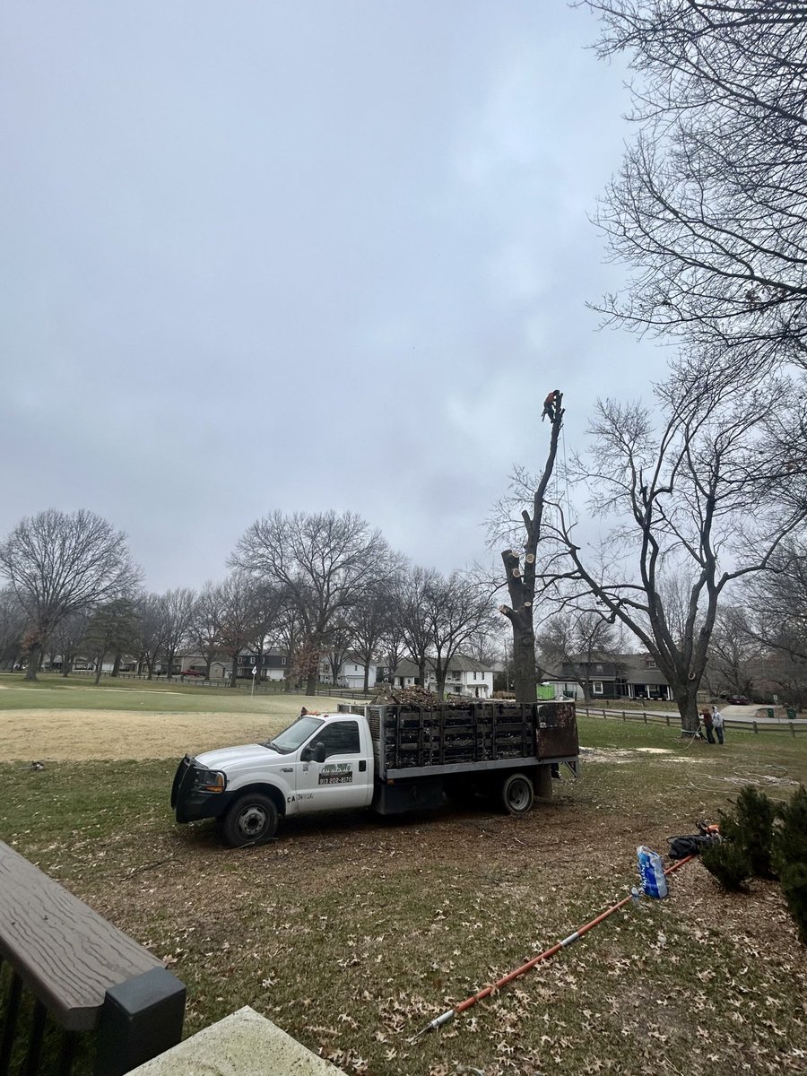 CRgreenside's tweet image. Beautiful tree - terrible location.  Lots of tree work happening over the next couple of months.  

#NotAPark #CCL #TweetForMembers
