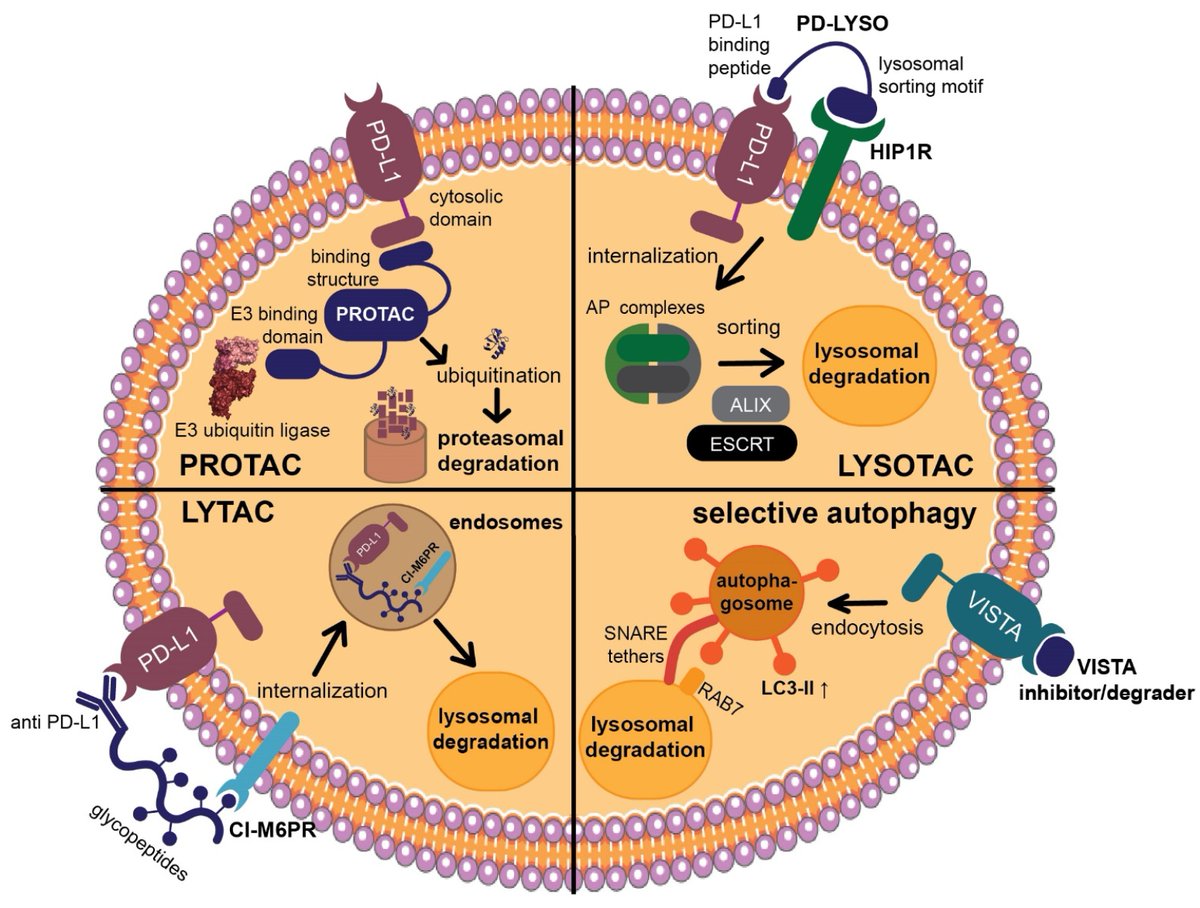 JPM_MDPI (@jpm_mdpi) on Twitter photo 📢Read our Newly_Published_Paper
"This comprehensive review explores cutting-edge developments in targeting immune #checkpoints, focusing on both #small_molecule- and #peptide-based approaches."
👨💻By Moustafa Gabr <a href="/MT_Gabr/">Moustafa Gabr</a> et al.
🏫<a href="/WeillCornell/">Weill Cornell Medicine</a>
📚More: mdpi.com/2626236 📢Read our Newly_Published_Paper
"This comprehensive review explores cutting-edge developments in targeting immune #checkpoints, focusing on both #small_molecule- and #peptide-based approaches."
👨💻By Moustafa Gabr <a href="/MT_Gabr/">Moustafa Gabr</a> et al.
🏫<a href="/WeillCornell/">Weill Cornell Medicine</a>
📚More: mdpi.com/2626236