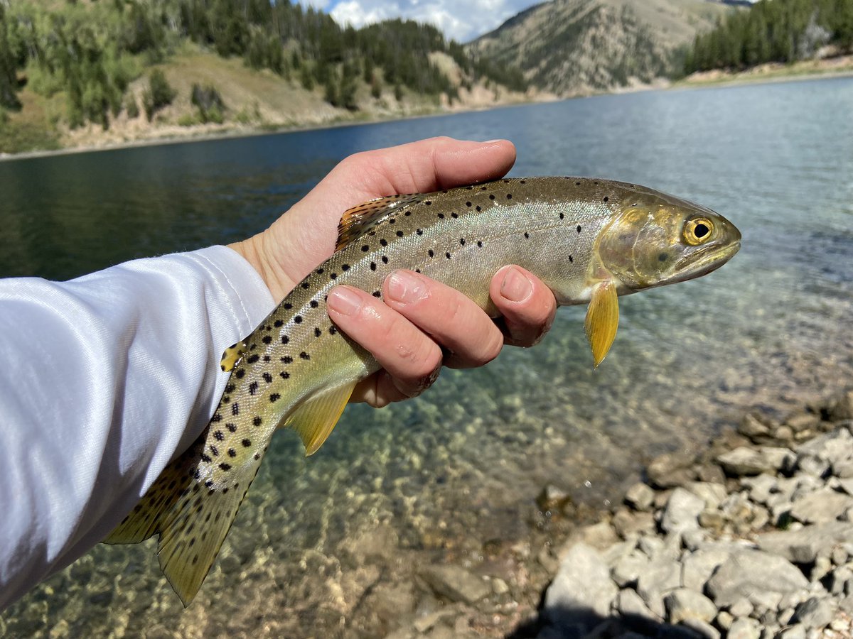 Hard to believe these ‘23 stats given my workload this year. Learned to become very resourceful with my time. 
Rivers fished: 10
States fished: WY, ID, UT
Trout species: Brown, Rainbow, Brook, Cutthroat (Westslope, Colorado, Bonneville), Cutbow 

“I labor to possess my own soul”