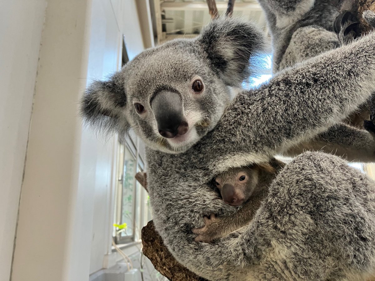 コアラの赤ちゃんがお母さんの袋から出てきました🐨 コアラの赤ちゃん