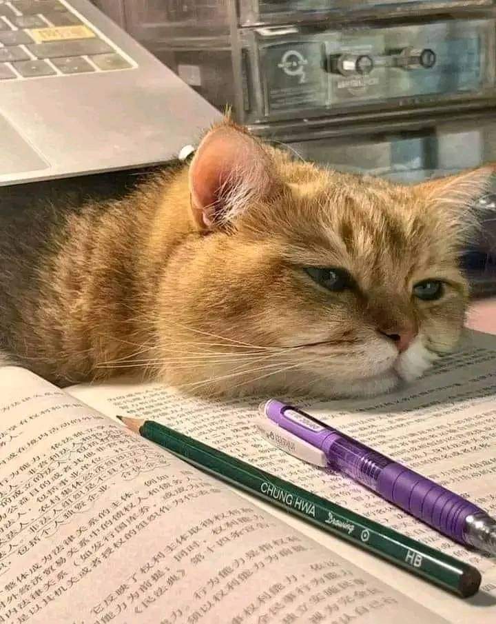 "زَوجوهُنَّ فلا يَنفَعُ المَليحةُ كتاب ..
وأنهوا العزُوبيّة وجمّعوا بين الأحباب."