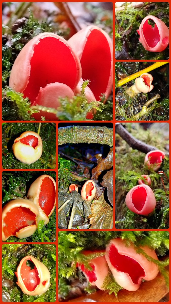 #FungiFriday I've loved my Christmas break, being able to explore the local woods in search of these beauties, scarlet elf cups. It's great watching them develop. #Mushrooms #fungi #vitaminN @WoodlandTrust
