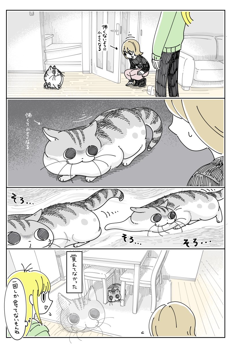 キュルZ tweet media