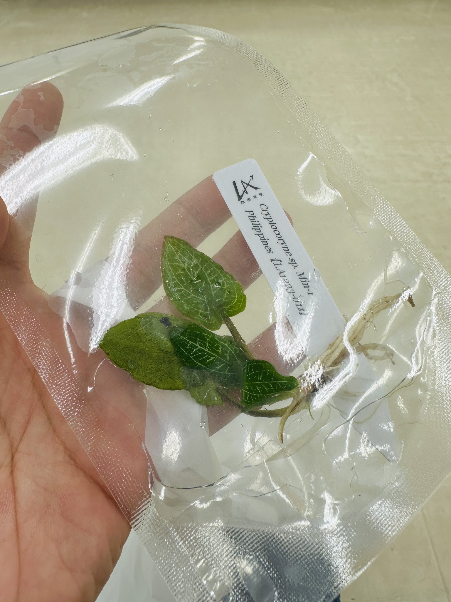TB便‼️クリプトコリネ Cryptocoryne Cryptocoryne auriculata ”Betong” : Aquatic sipon