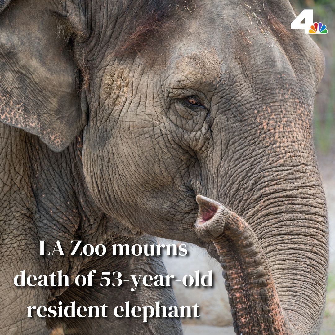 NBCLA's tweet photo. Shaunzi was unable to stand in her exhibit Tuesday night, according to a statement from the LA Zoo. Veterinarians worked all night to try to get her back on her feet but to no avail, leading to the zoo’s decision to sedate and euthanize her.
https://t.co/Oqsoy56bhk https://t.co/pKXL3E2V5c