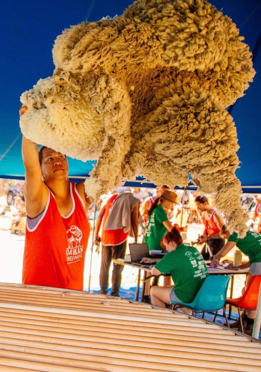 DSheepfest's tweet photo. Calling all shearers, wool handlers and shed staff! Entries for our 2024 Act Belong Commit Darkan Sheepfest Shears is now open. See the entry form below or contact Sarah Buscumb 0418445879 for further details. 

Know someone who should be in the spotlight? Tag them below! https://t.co/j09SYqZvia